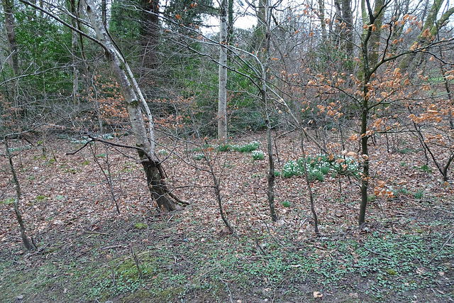 Snowdrops In Balloch Park