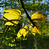Sycamore leaves in Spring sunlight