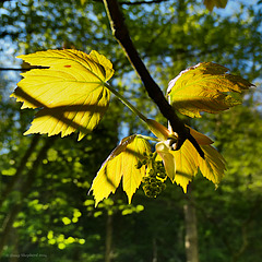 Sycamore leaves in Spring sunlight