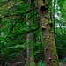 Auf dem Ernstberg in Hinterweiler in der Eifel