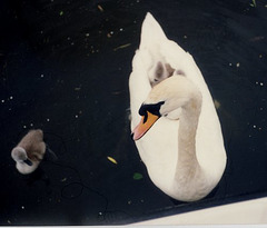 Swan Mother (H.A.N.W.E.)