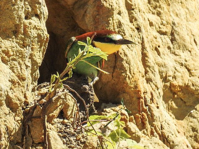 20170519 1643CPw [A+H] Bienenfresser (Merops apiaster), Neusiedler See