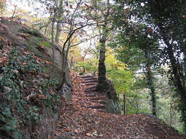 Pathway in The Hill woodland of Himley Estate