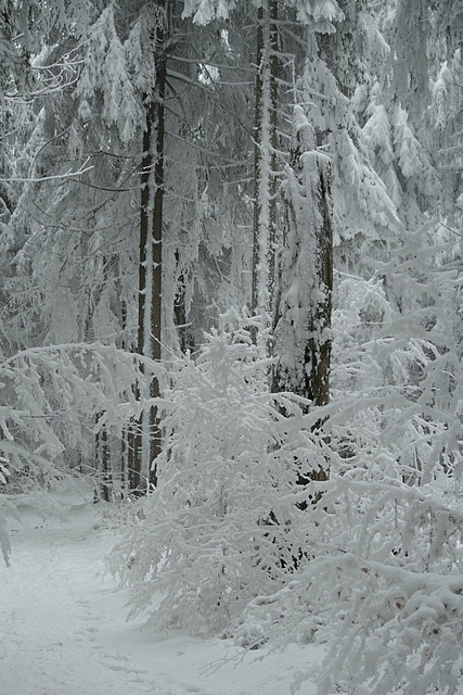 Neulich im Schwarzwald ;-)