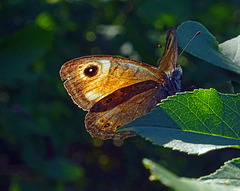 Large wall brown while watching me !