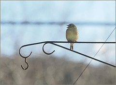 Goldie sunning and singing