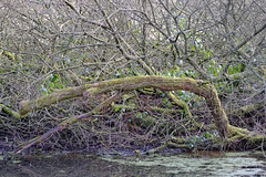 Birch Vale Ponds