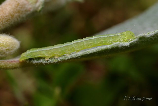 Herald Moth Larva (Scoliopteryx libatrix)