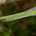 Herald Moth Larva (Scoliopteryx libatrix)