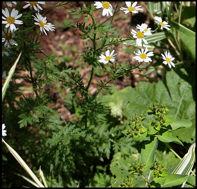 Tanacetum corymbosum