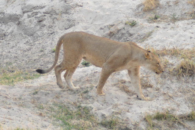 Leono. Ĉobe Nacia Parko