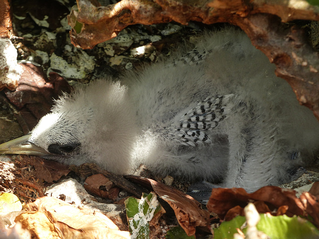 Baby Red-billed Tropicbird, Little Tobago