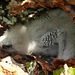 Baby Red-billed Tropicbird, Little Tobago