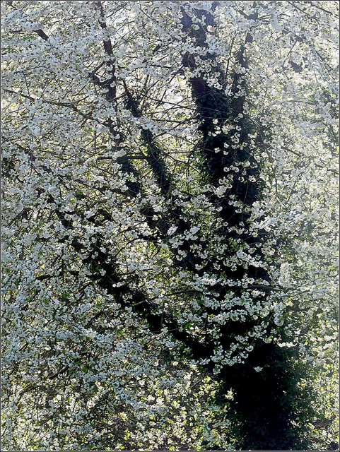 L'arbre en fleurs