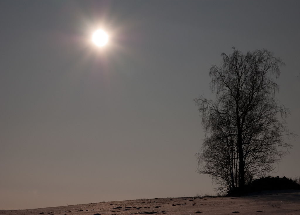 Baum und Sonne