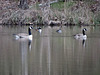 Canada geese and hooded mergansers