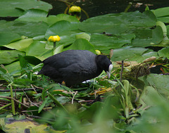 Coots building a nest