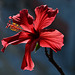 Hibiscus sunlit DSC 2589