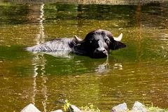 Wenn der Wasserbüffel im Wasser büffelt, wird er nass und müffelt