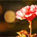 Goldener Herbst