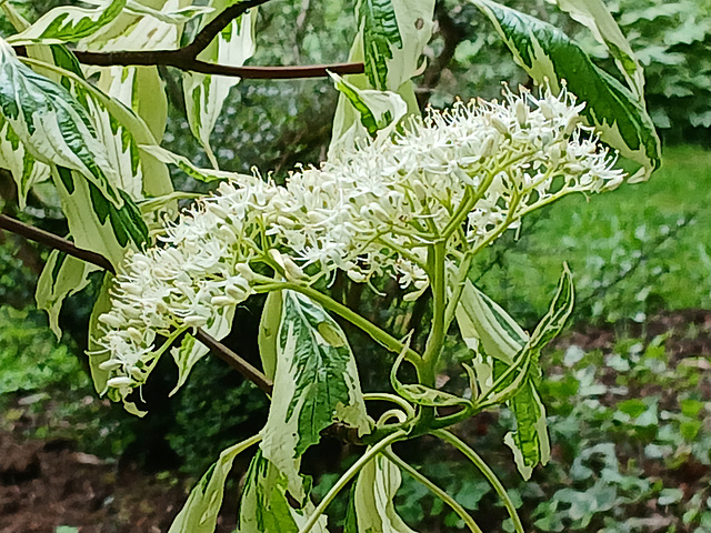 Aux jardins de Valloires à Argoules (80)
