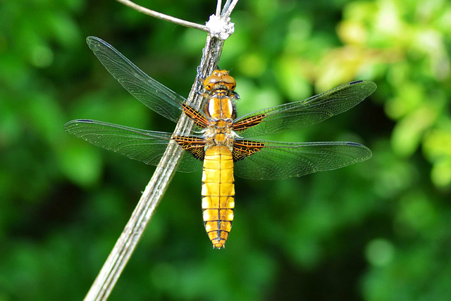 Broad-bodied Chaser f 11 (Libellula depressa)