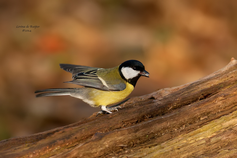 Great Tit / Koolmees (Parus major)