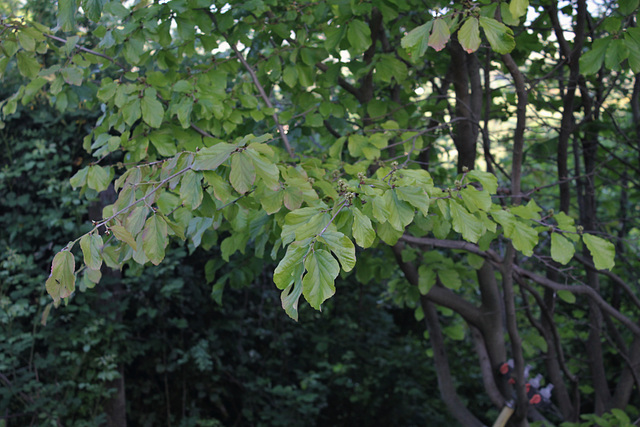 Parrotia (1)