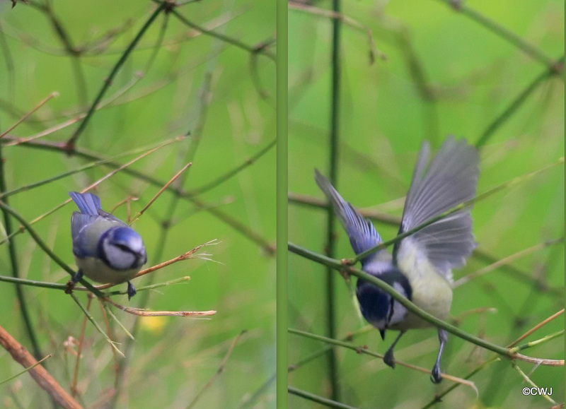 Bluetit performing for his reflection