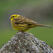 Yellowhammer