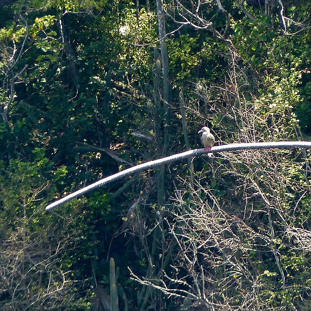 Red-footed Booby, Little Tobago