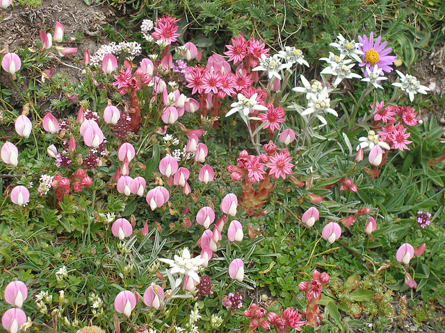 Edelweiss