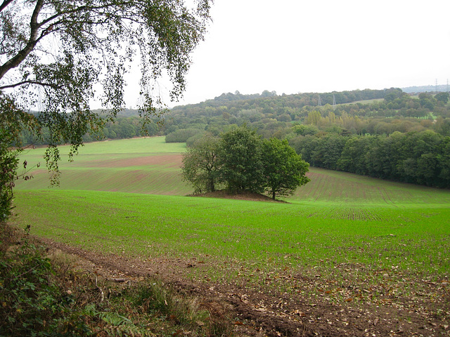 Looking from The Hill to the clump of trees around the Ice House