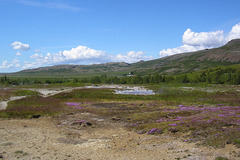 Geysir Geothermal Area