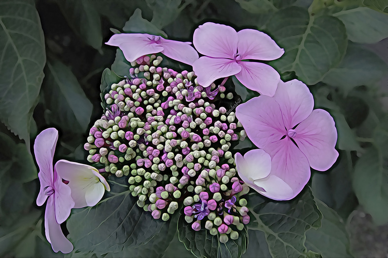 Hydrangea   /   Aug 2019