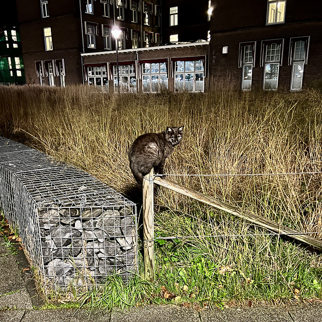 Cat on a pole