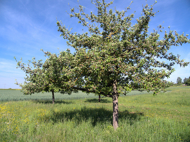 No.2 - Gewürzluike