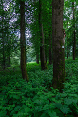 Auf dem Ernstberg in Hinterweiler in der Eifel