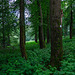 Auf dem Ernstberg in Hinterweiler in der Eifel