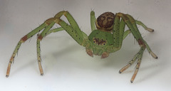 IMG 2745Spiderstackv6