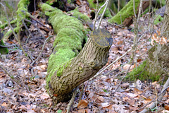 Sett Valley Trail - one chopped in earlier years