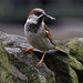 House Sparrow (Male)