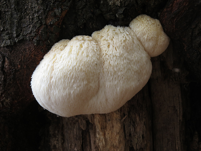 Tooth fungus