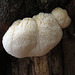 Tooth fungus
