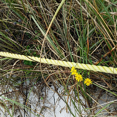 yellow flowers with rope