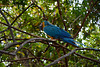 Venezuela, Canaima, Blue Parrot