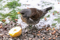 Fieldfare
