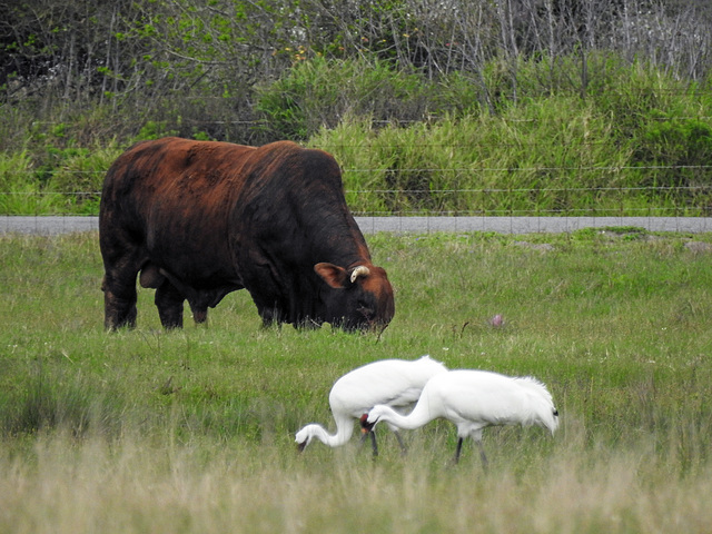 Day 2, cattle & Whooping Cranes