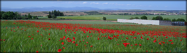 Poppy field. HANWE everybody!