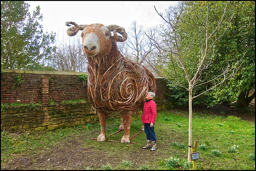 HWW................Another Sheep